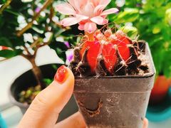 -中环花鸟鱼虫市场