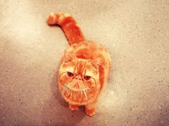 -飞行喵MR PILOT|猫舍·猫咖(静安大融城店)