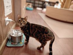 -MOCHA明星猫咖(田子坊店)