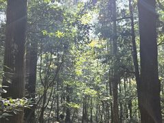 -天目山大树王景区