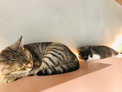-猫儿山۰猫主题餐厅