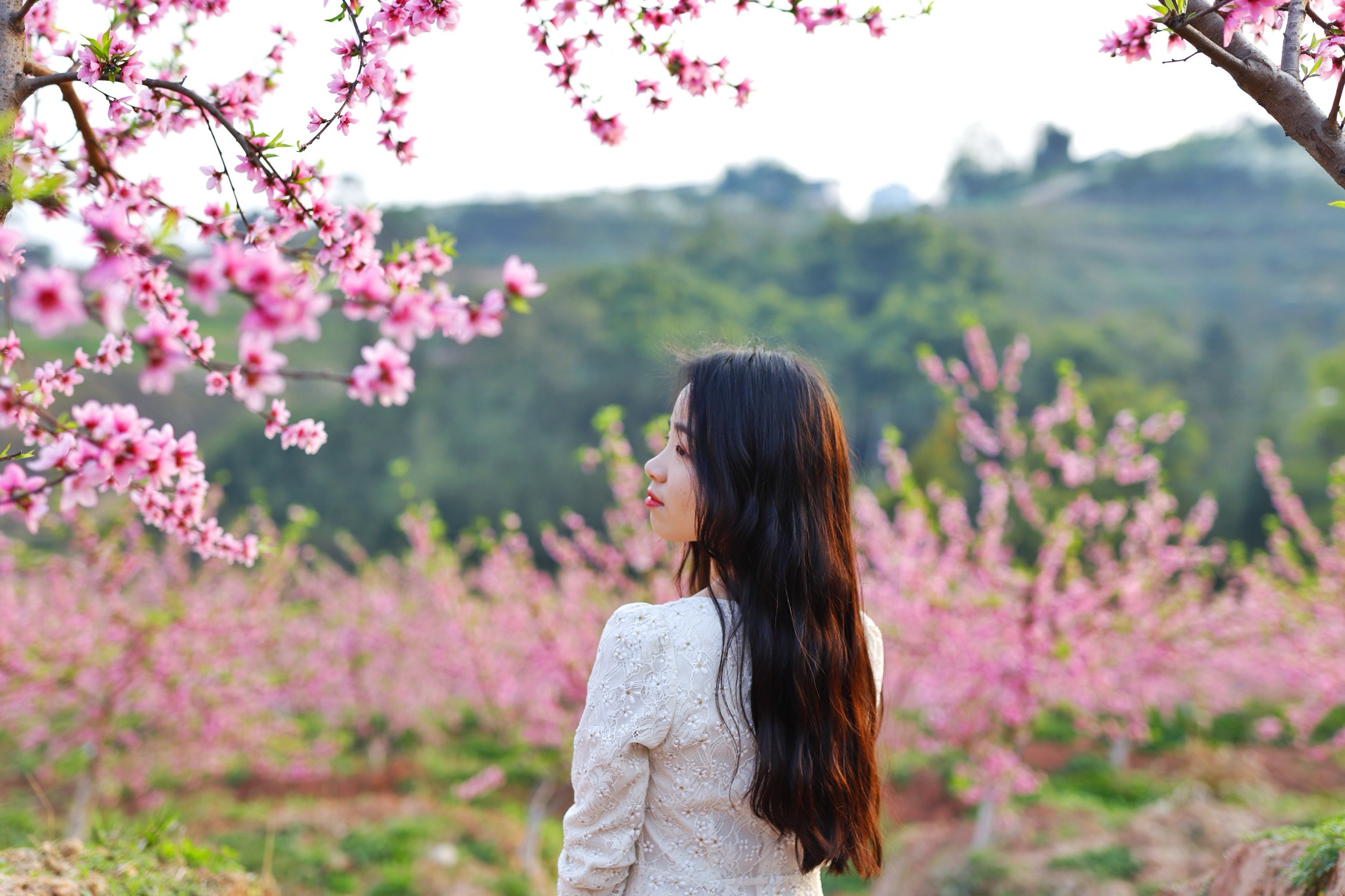 🌸重庆限定桃花盛宴!少女心炸裂の粉色海洋