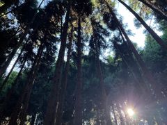 -武陵山森林公园