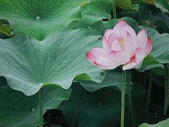 -梁鸿国家湿地公园