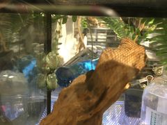 -酷以爬仙阁实体爬宠店·守宫·蜥蜴·专业繁育