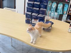 -瑞鹏宠物医院·骨科·猫科·内科(第一中心)