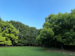 -上海共青森林公园