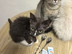 -楼上猫咖(罗湖店)