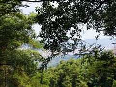 -南山植物园