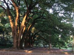 -武汉大学-樱园