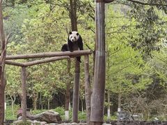 -都江堰中华大熊猫苑