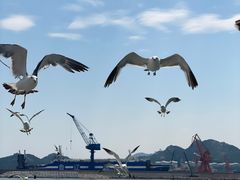 -海驴岛(荣成市)