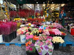 -曲阳花鸟市场(曲阳路店)