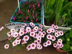 -桂林市花鸟市场