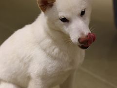 -逗柴咖啡屋·狗咖猫咖宠物桌游