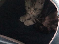 -嘟宝宠物生活馆(白桦林居店)