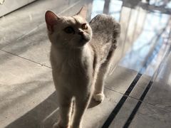 -有猫儿腻咖啡厅.猫咖