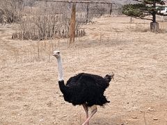 -沈阳森林动物园