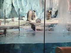 -帝企鹅自助餐厅•儿童岛•真企鹅(长隆企鹅酒店)