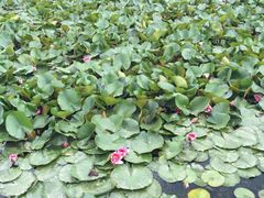 -灵山莲花公园-温泉度假区