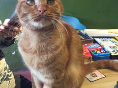 -猫猫幼稚园·撸猫·桌游·电玩