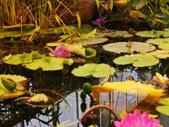 -国家植物园南园