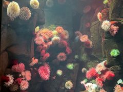 -瑞普利水族馆