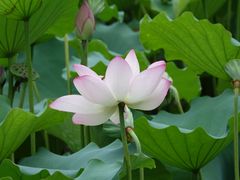 景点-荔湾湖公园