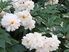 -国家植物园南园