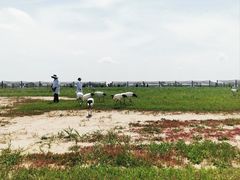 -盐城丹顶鹤湿地生态旅游区