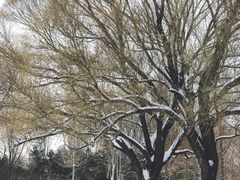 -朝阳公园