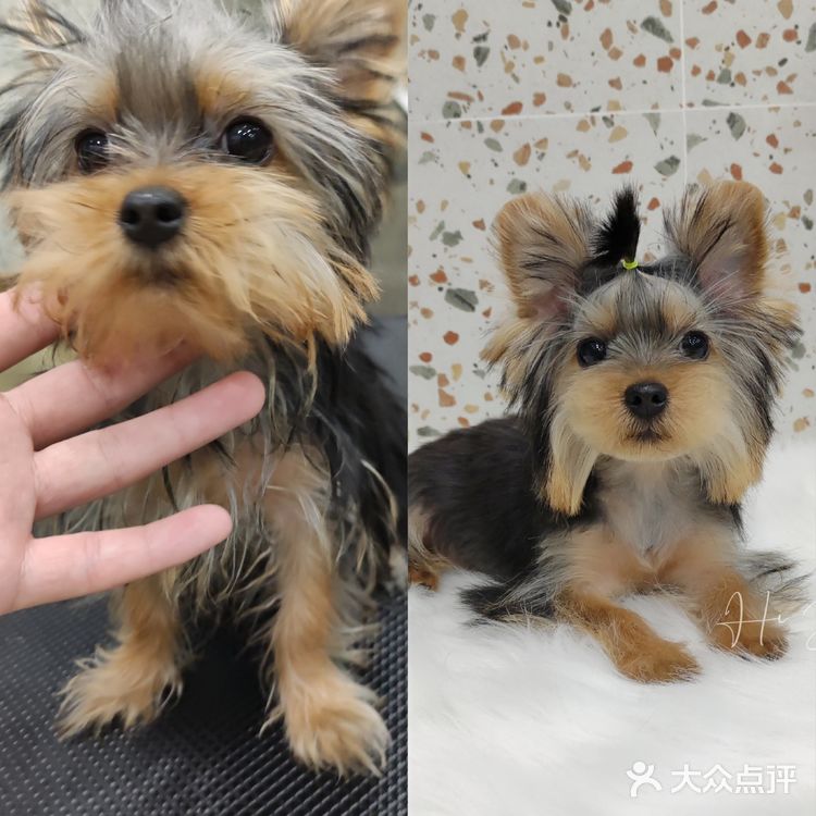 约克夏第一次做美容