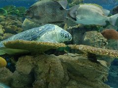 -上海海洋水族馆