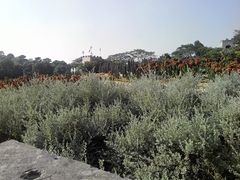 -松山湖梦幻百花洲