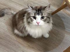 -柴迷FANS CLUB·柴犬狗咖·猫咖