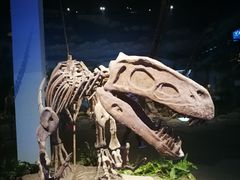-自贡恐龙博物馆