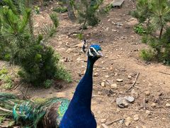 -西霞口神雕山野生动物世界