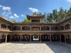 -塔尔寺菩提树