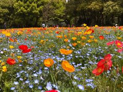 -上海共青森林公园