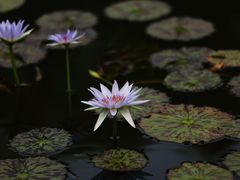 -国家植物园