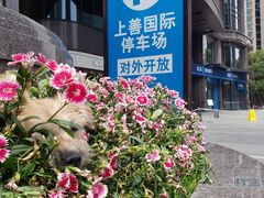 -半岛宠物医院24小时(科华中路店)