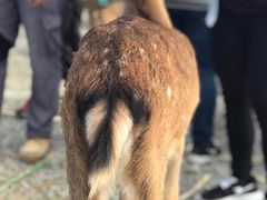 -鹿境梅花鹿生态园区