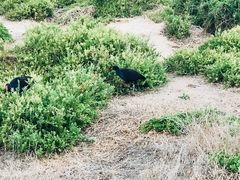 -企鹅岛