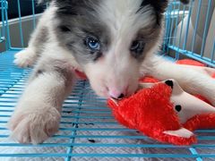 -翊宠yipet猫狗购宠庄园犬舍•猫舍