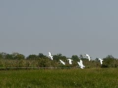 -盐城丹顶鹤湿地生态旅游区
