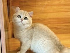 -猫十亿·布偶金渐层·曼基康矮脚猫舍(青年路店)