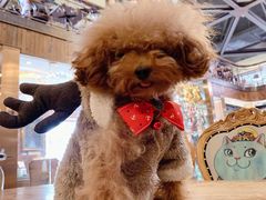 -more than meow吴止猫主题餐厅(承德 中船汇店)