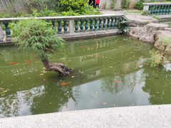 -碧江金楼