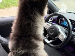 -宠福鑫康馨动物医院·骨科·眼科