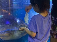 -烟台海昌鲸鲨海洋公园